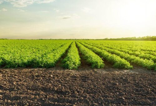 Can Agriculture Heal the Planet?