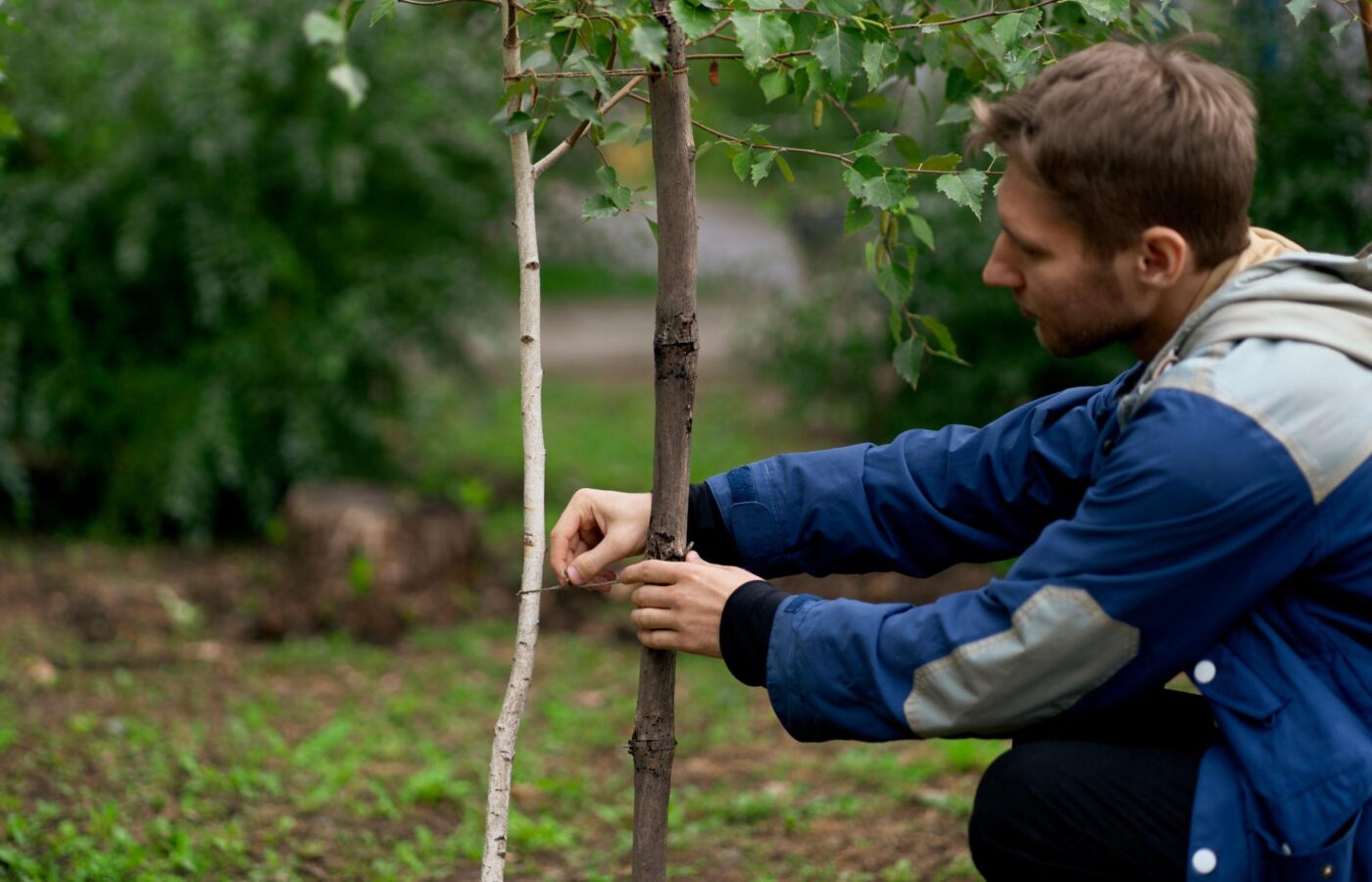 The Science of Tree Survival: Why the First Five Years Decide a Forest’s Future