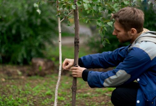 The Science of Tree Survival: Why the First Five Years Decide a Forest’s Future