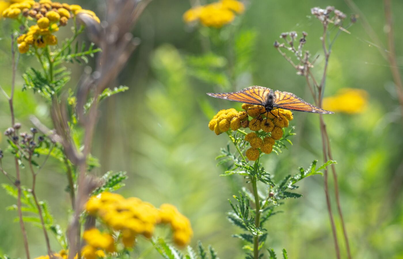 The Silent Extinction: Why Biodiversity Loss is a Bigger Threat Than Climate Change