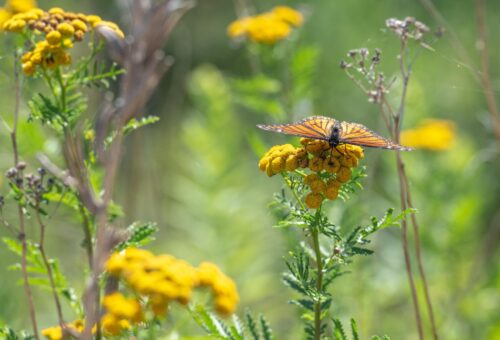 The Silent Extinction: Why Biodiversity Loss is a Bigger Threat Than Climate Change