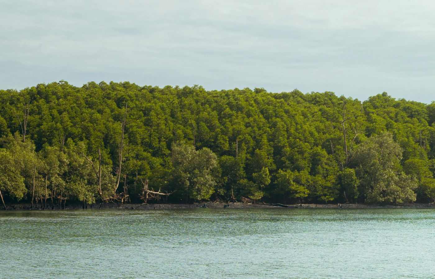 Tech Meets Trees: How Heavendoo Foundation