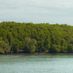 Tech Meets Trees: How Heavendoo Foundation