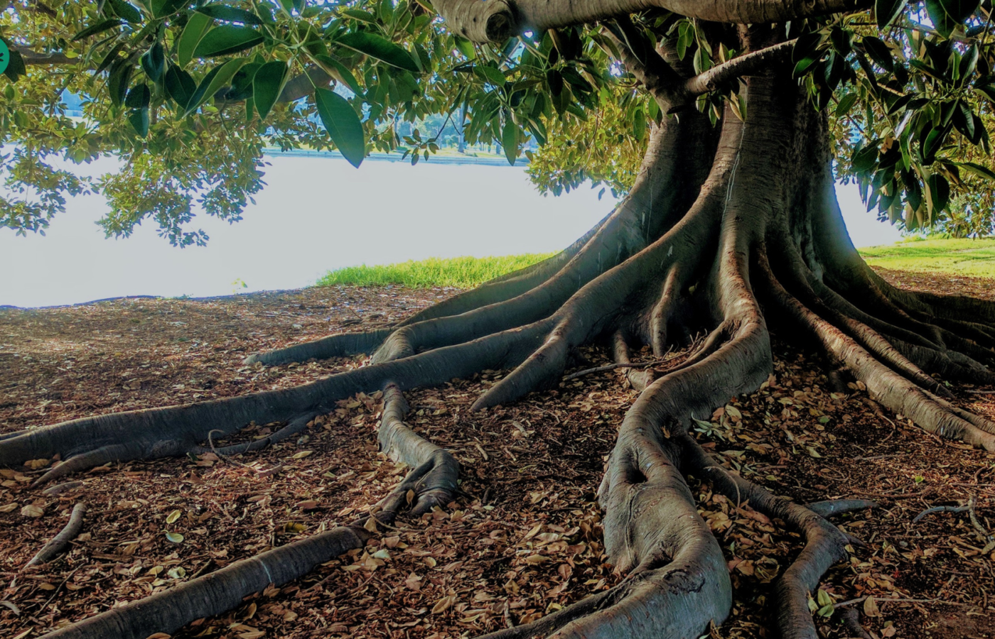 Can Tree Roots Solve the Water Crisis?- Why Rain Won’t Fix the Water Crisis