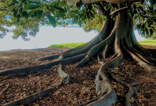Can Tree Roots Solve the Water Crisis?- Why Rain Won’t Fix the Water Crisis