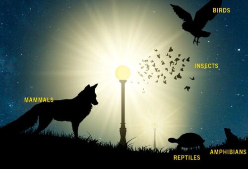 The Light Pollution Crisis: How Artificial Light is Disrupting Nature After Sunset