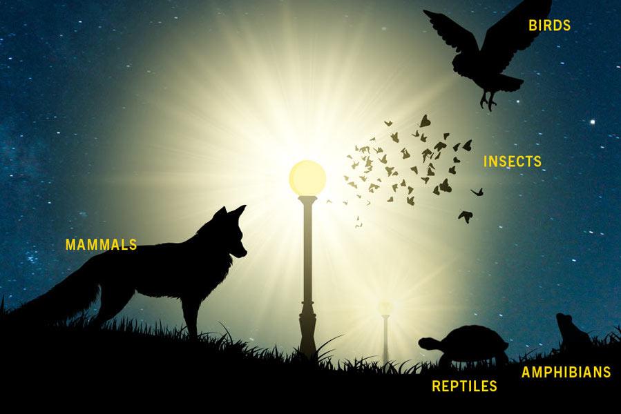 The Light Pollution Crisis: How Artificial Light is Disrupting Nature After Sunset
