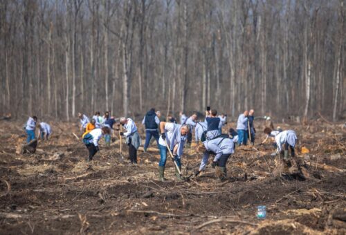Why Plantation Drives Fail: The Plant-and-Forget Epidemic