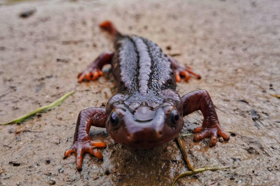 Himalayan Salamander Under Threat - Impact of Tourism & Infrastructure On Fragile Himalaya Ecosystem. 1000265015