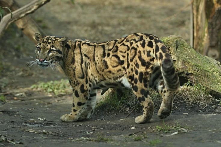 India's Clouded Leopards Need a Plan. 1000266515